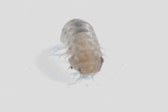 Venezillo microphthalmus