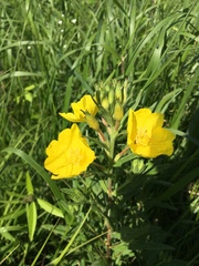 Oenothera sessilis