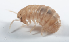 Venezillo microphthalmus