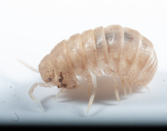 Venezillo microphthalmus