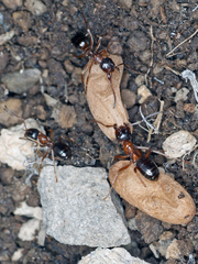 Formica subpolita