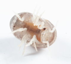 Venezillo microphthalmus