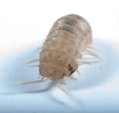 Venezillo microphthalmus