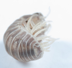 Venezillo microphthalmus