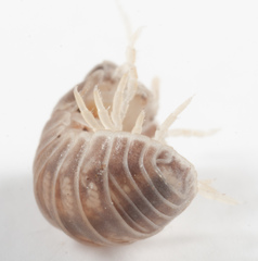 Venezillo microphthalmus