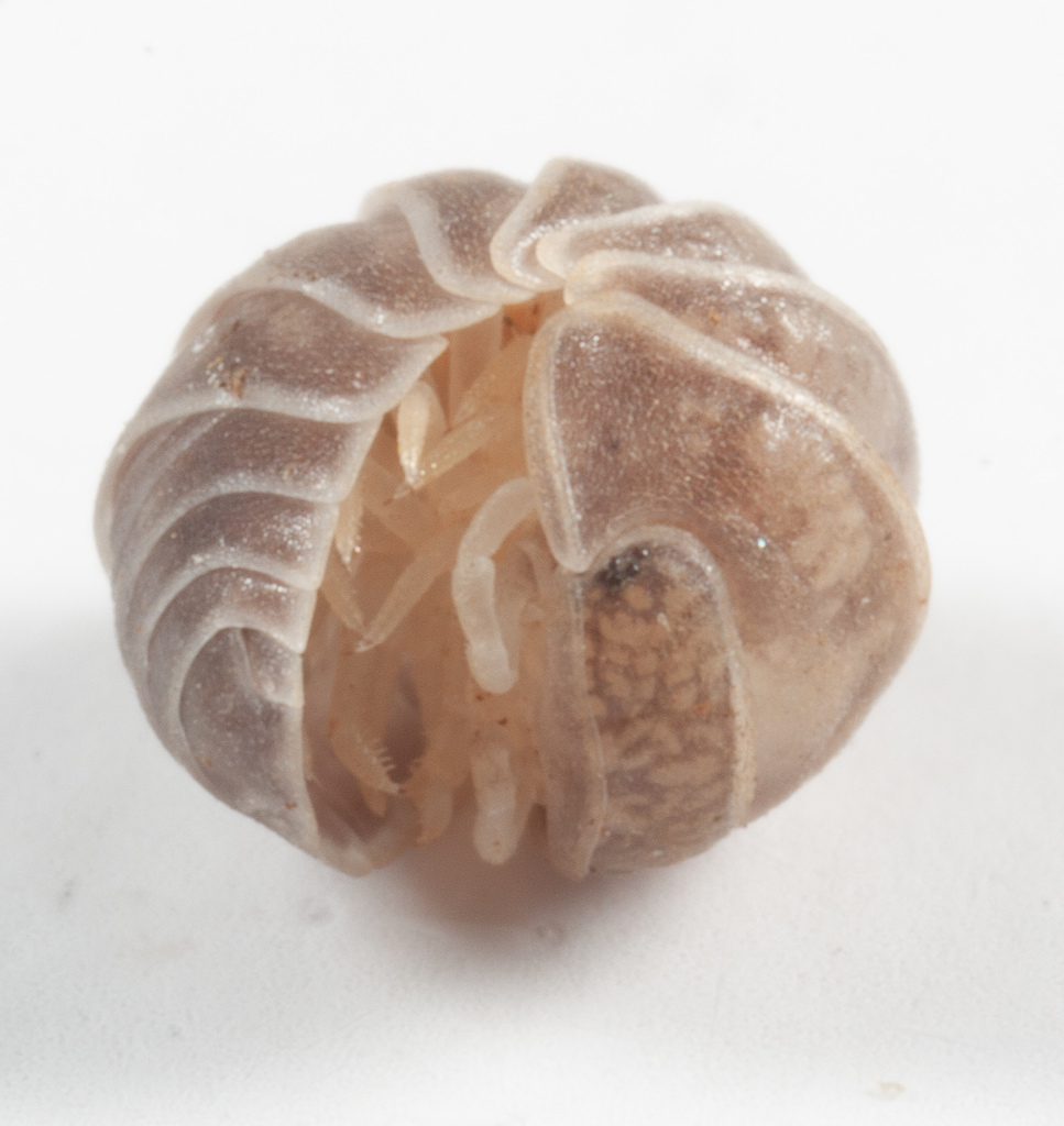 Venezillo microphthalmus