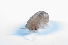 Venezillo microphthalmus