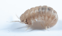 Venezillo microphthalmus