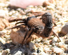 Parabuthus villosus