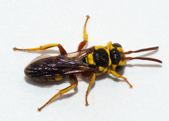 Nomada cubensis