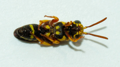 Nomada cubensis