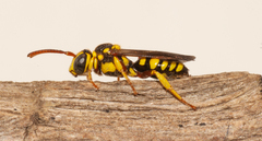 Nomada cubensis