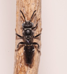 Nomada pilipes