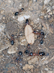 Formica subpolita