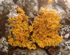 Xanthomendoza oregana