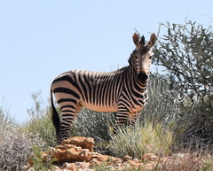 Equus zebra hartmannae