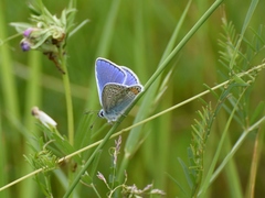 Polyommatus icarus