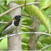 Black-faced Munia - Photo (c) Christian Artuso, some rights reserved (CC BY-NC-ND), uploaded by Christian Artuso