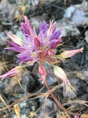 Allium fimbriatum