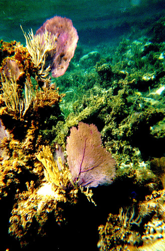 Cayo Ciprey