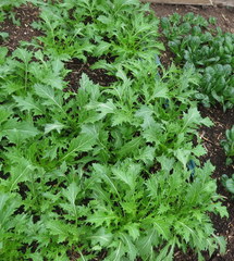 Brassica rapa nipposinica