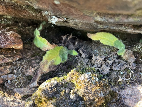 Streptocarpus latens, photograph 3
