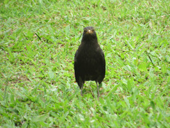 Turdus mandarinus