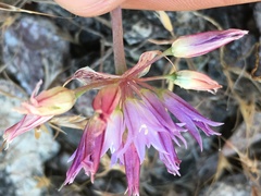 Allium fimbriatum