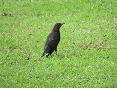 Turdus mandarinus