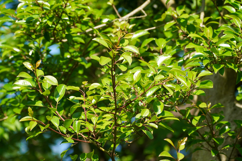Image of Ilex rotunda by (c) WATANABE Hitoshi 渡辺仁, some rights reserved (CC BY)