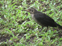 Turdus mandarinus