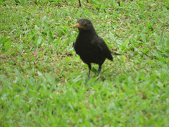 Turdus mandarinus