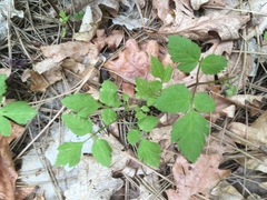 Osmorhiza depauperata