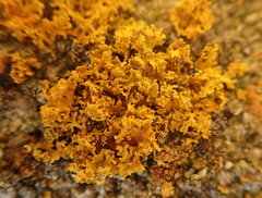 Xanthomendoza oregana
