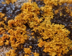 Xanthomendoza oregana