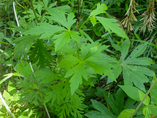 Image of Aconitum japonicum by (c) WATANABE Hitoshi 渡辺仁, some rights reserved (CC BY)