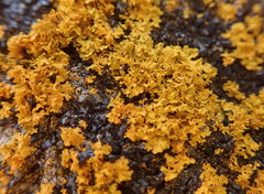 Xanthomendoza oregana