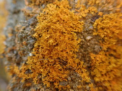 Xanthomendoza oregana