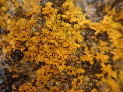 Xanthomendoza oregana