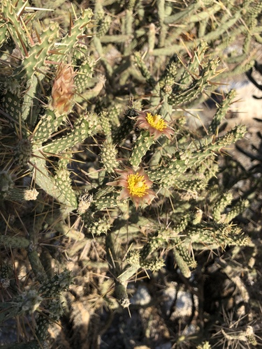 iNaturalist observation photo of Branched Pencil Cholla