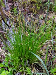 Carex bromoides