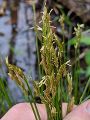Carex bromoides