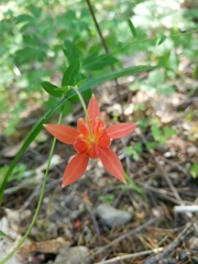 Aquilegia formosa