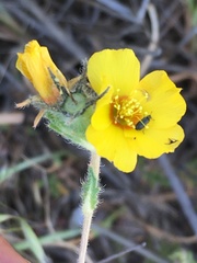 Mentzelia gracilenta