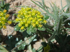 Cymopterus glomeratus