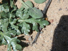 Cymopterus glomeratus