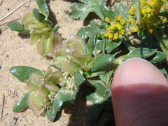 Cymopterus glomeratus