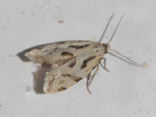 Aethes heleniana photo 5