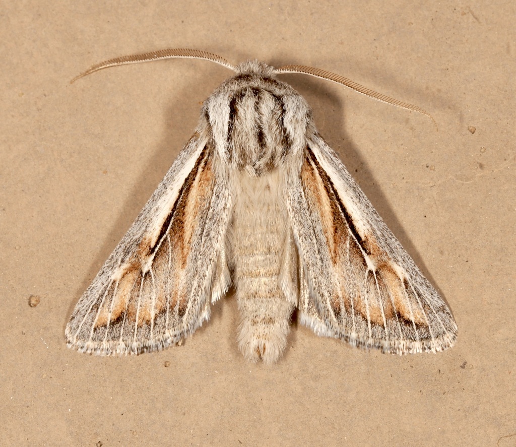 Protogygia pectinata