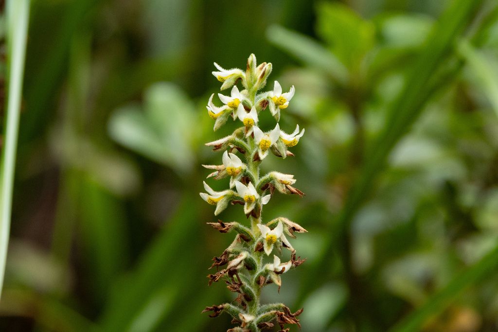 Gomphichis macbridei